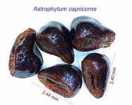 Astrophytum capricorne.jpg